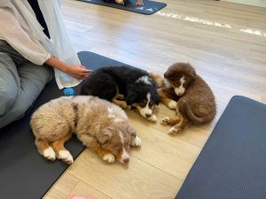 Puppy Yoga Lounge Puppies