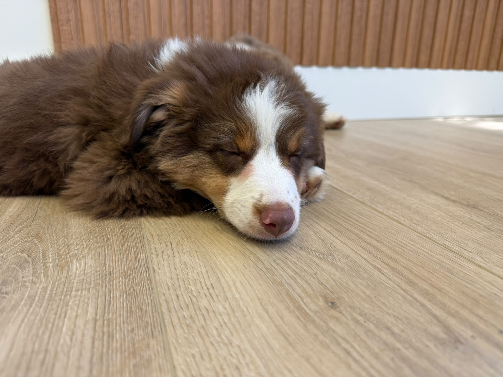 Puppy Yoga Lounge - Sleeping Resting Dog