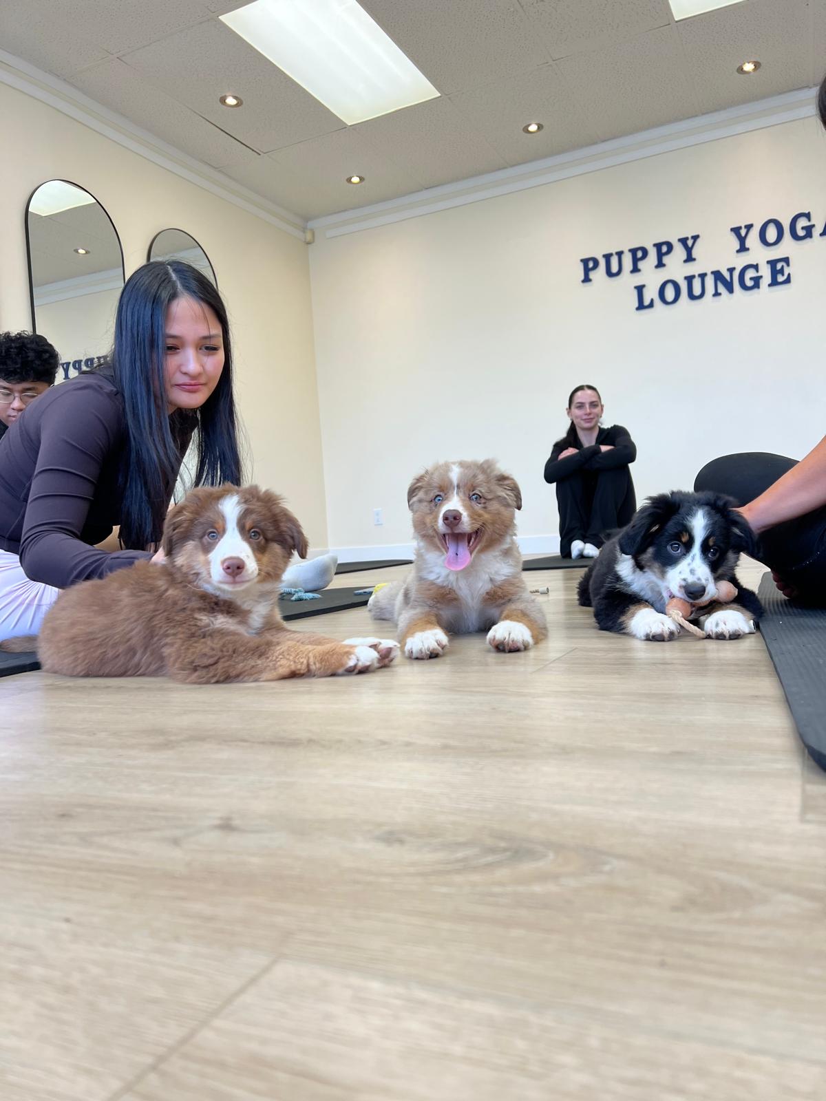 Puppy Yoga Lounge events in Richmond Vancouver